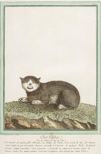 Illustration for article titled Beautiful Portraits of "Monstrosities" from the 18th Century